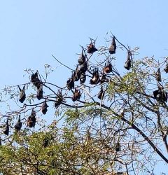 Bats inside Chhatbir zoo